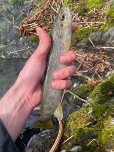 Brown Trout