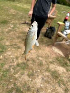 Roach