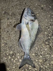 Gilthead Seabream