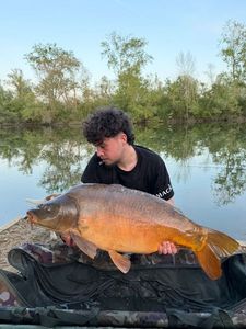 Mirror Carp
