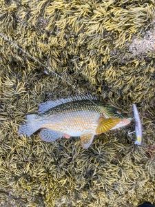Ballan Wrasse