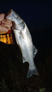 European Bass (Seabass)
