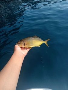 Greater Amberjack