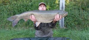 Grass Carp