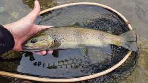 Brown Trout