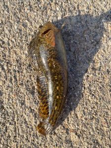Tompot Blenny
