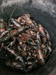 Spinycheek Crayfish