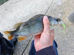 European Perch