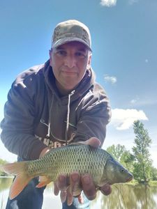 Crucian Carp
