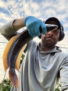 Snakehead