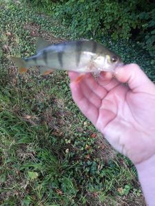 European Perch