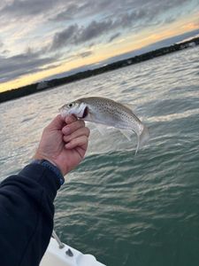 Spotted Seabass