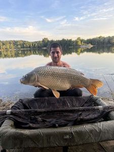 Common Carp