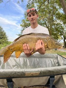 Mirror Carp