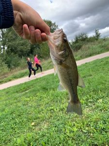 Largemouth Bass