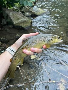 Brown Trout