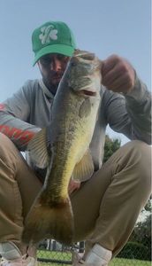 Largemouth Bass