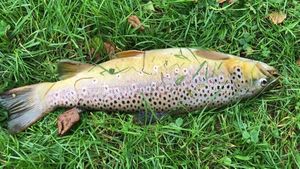 Brown Trout