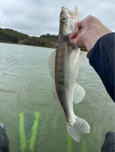 Zander