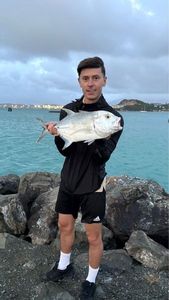 Carangue
