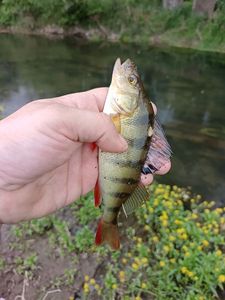 European Perch