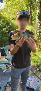 European Perch