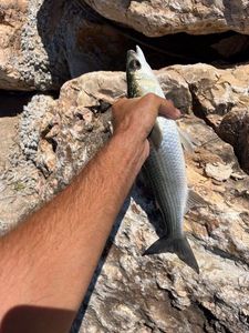 Leaping Mullet