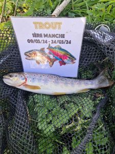 Brown Trout