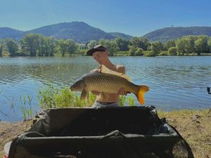 Common Carp