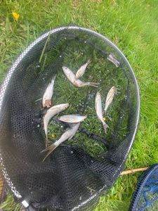 Roach