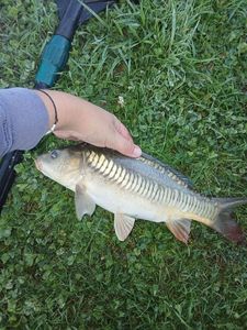 Mirror Carp