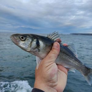 European Bass (Seabass)