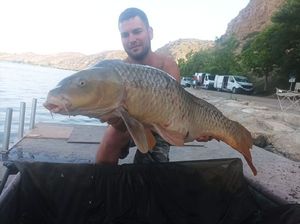 Common Carp