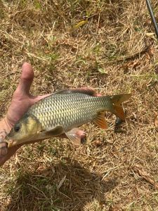 Common Carp