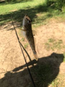 Giant Goby