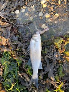 European Bass (Seabass)