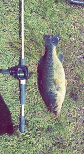 Largemouth Bass