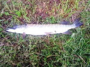 Northern Pike