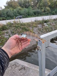 European Perch