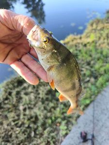 European Perch