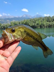 Largemouth Bass