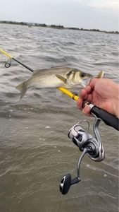 European Bass (Seabass)