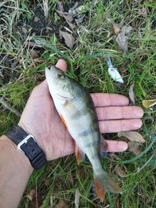 European Perch