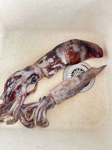 European Squid