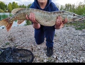 Northern Pike