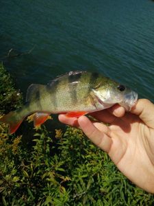 European Perch