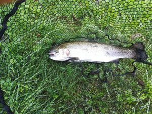 Rainbow Trout