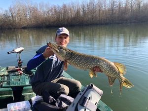 Northern Pike