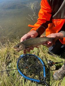 Brook Trout