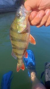 European Perch